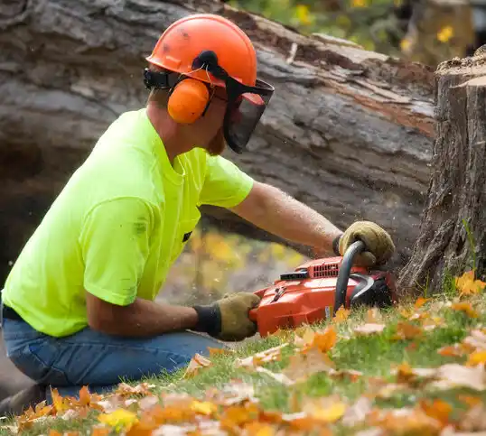 tree services Forest Oaks